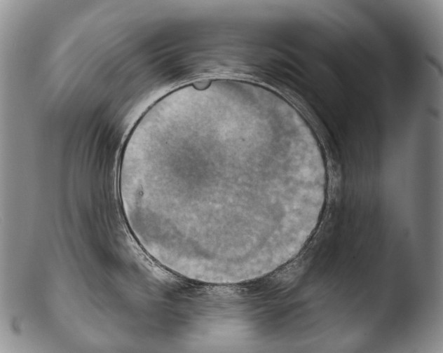X0000103961246200810311607