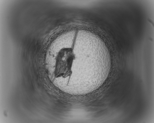 X0000103961253200810311606