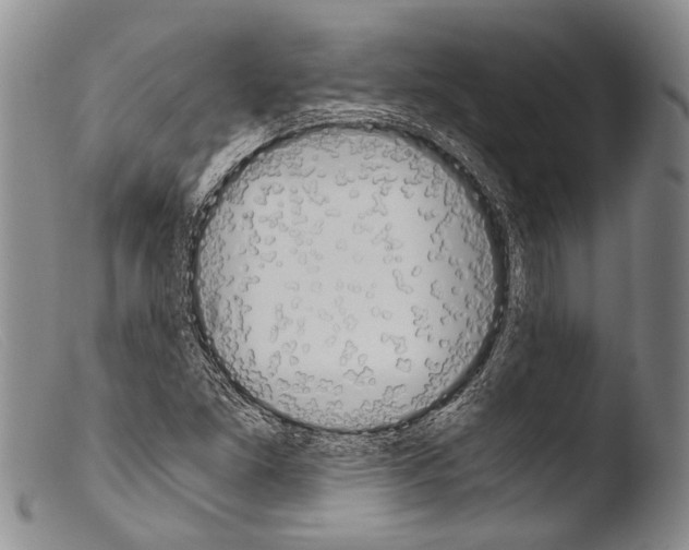 X0000103961261200810311606