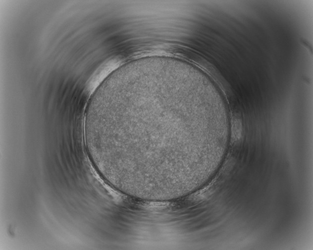 X0000103961290200810311605