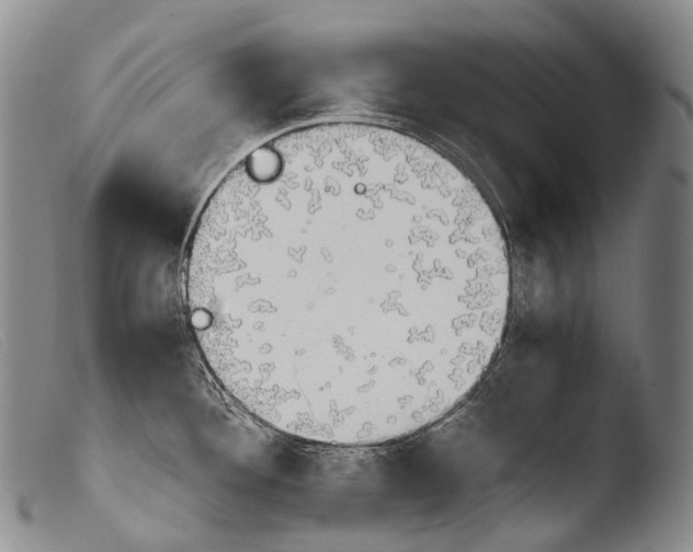 X0000103961292200810311605