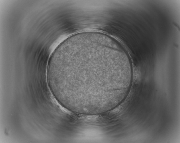 X0000103961294200810311605