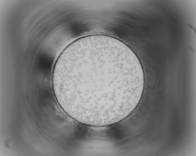 X0000103961296200810311605