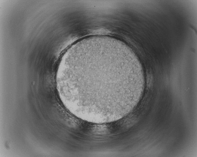 X0000103961315200810311605