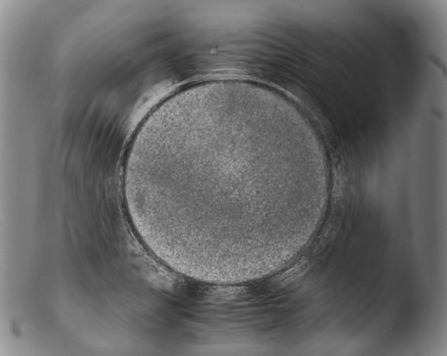 X0000103961325200810311605