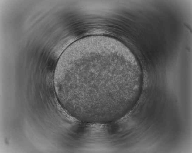 X0000103961329200810311605
