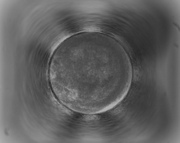 X0000103961331200810311605
