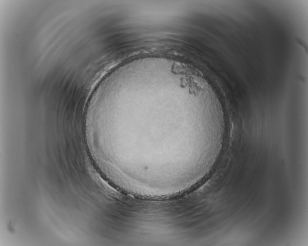 X0000103961338200810311605