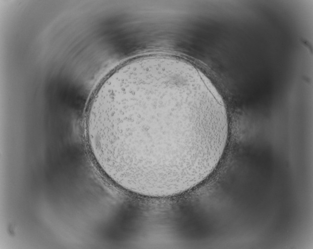 X0000103961372200810311604