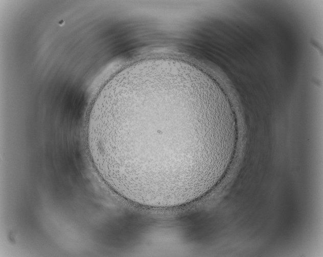 X0000103961392200810311604