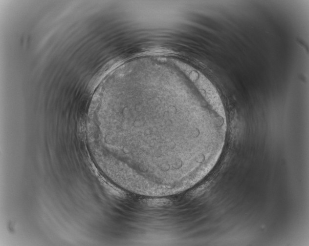 X0000103961425200810311603