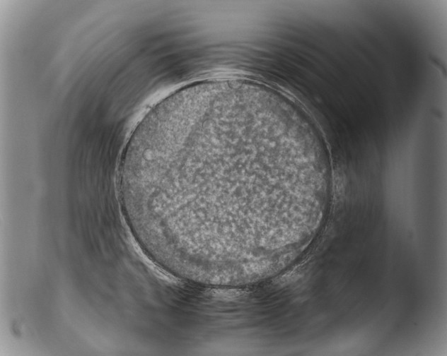 X0000103961429200810311603