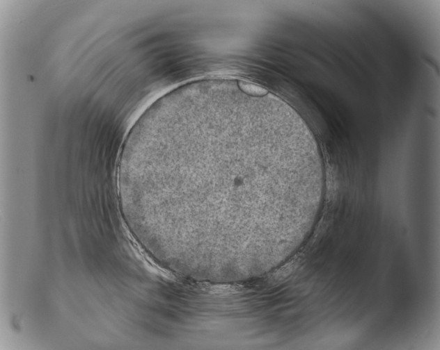 X0000103961436200810311603