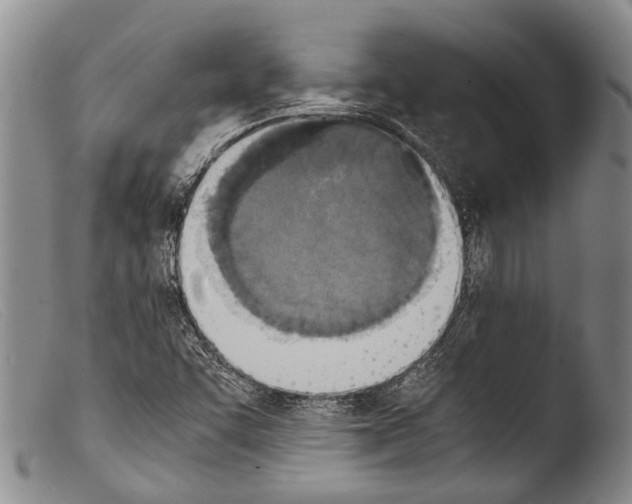 X0000103961455200810311602