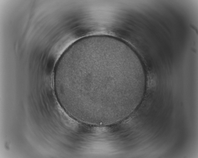 X0000103961468200810311602
