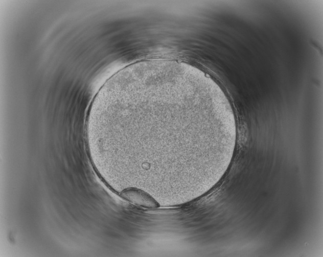 X0000103961487200810311602