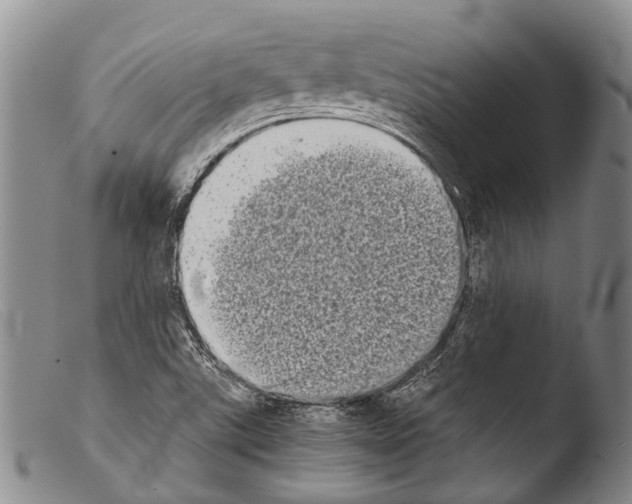 X0000103961507200810311601
