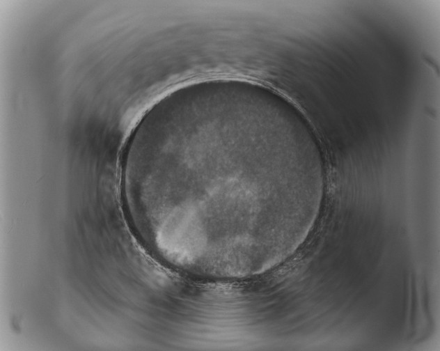 X0000103961508200810311601
