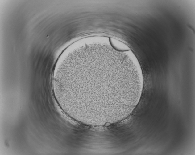 X0000103961526200810311602
