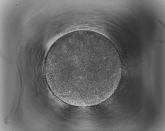X0000103961527200810311602