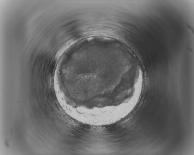 X0000103961529200810311602