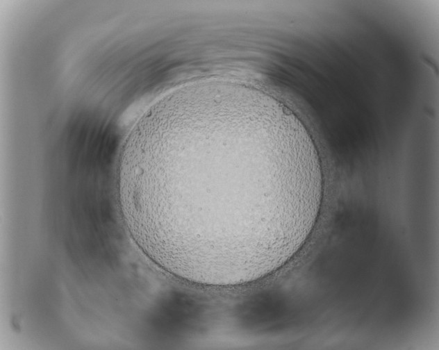 X0000103961532200810311602