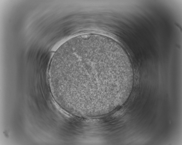 X0000103961535200810311602
