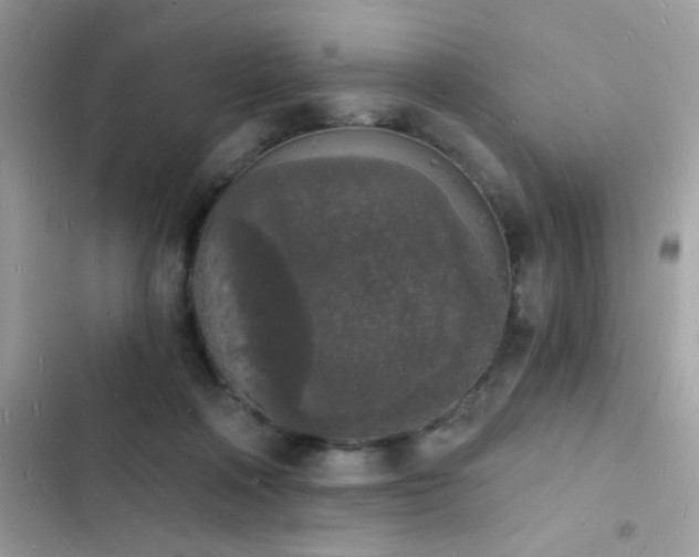 X0000103970314200809191540