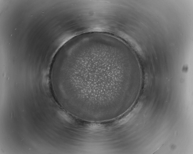 X0000103971170200809191527