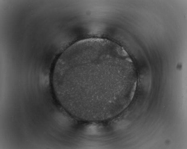 X0000103970504200809261837