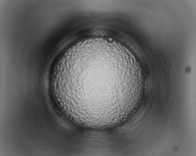 X0000103970722200809261833