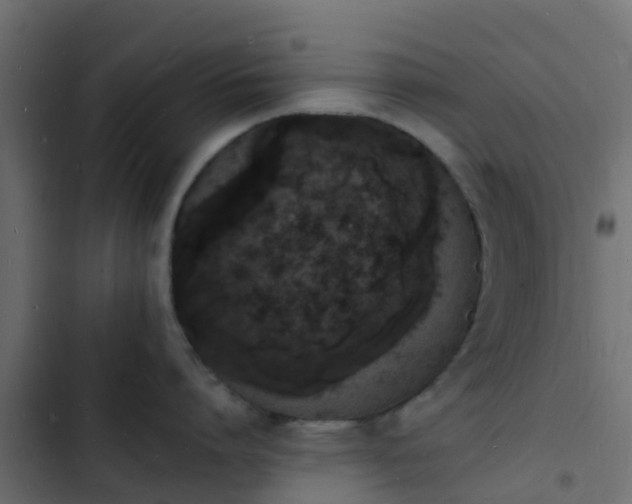 X0000103970864200809261833