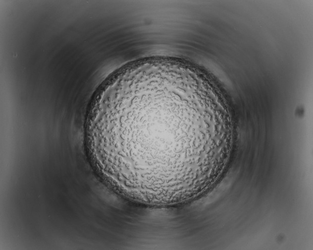 X0000103971025200809261829