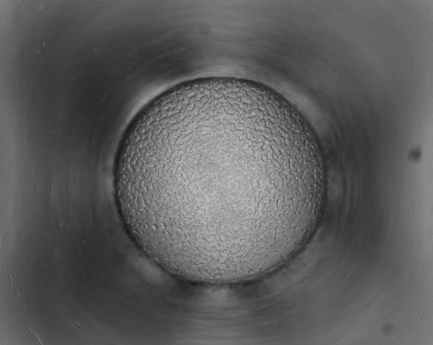 X0000103971230200809261827