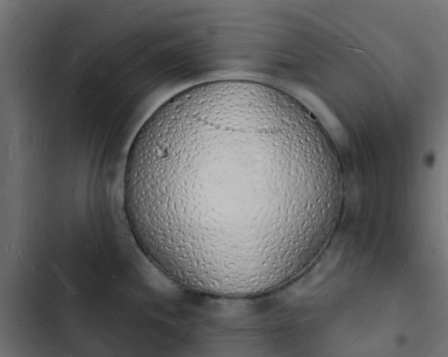 X0000103971244200809261827