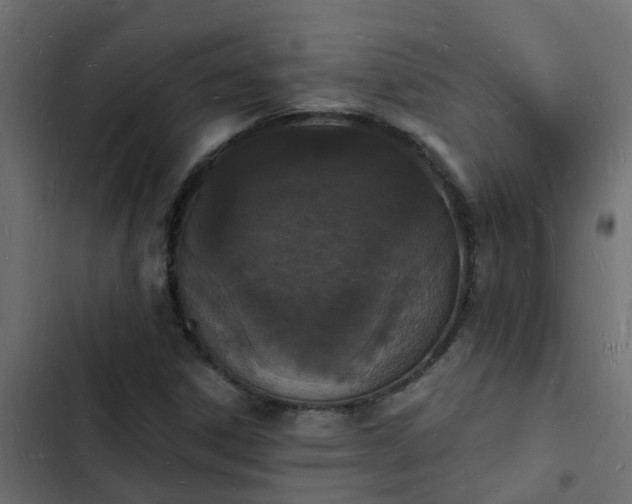 X0000103971306200809261825