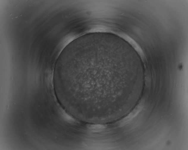 X0000103971337200809261825