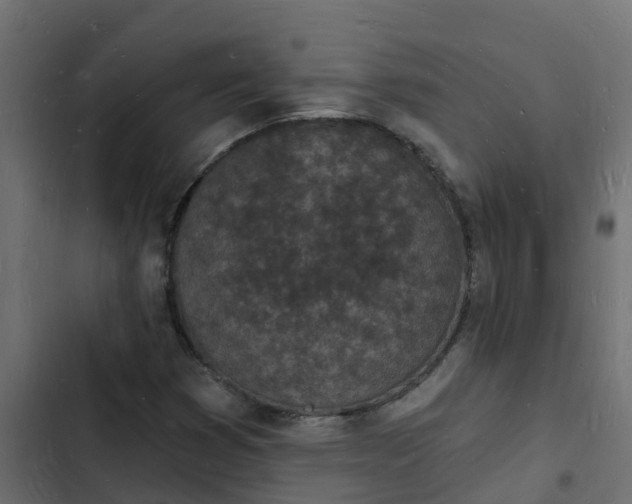 X0000103971353200809261825