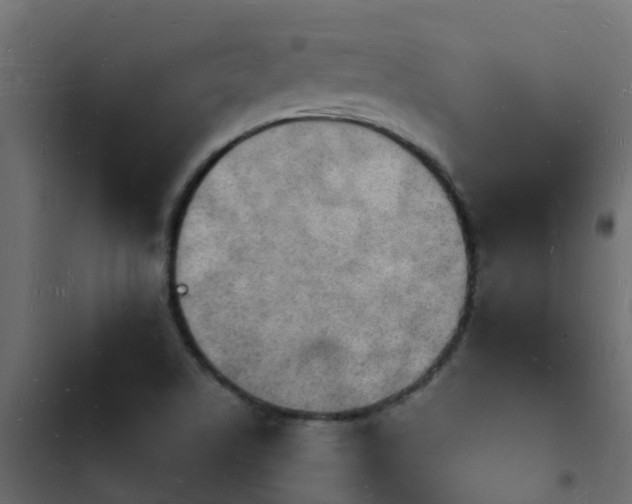 X0000103971506200809261822