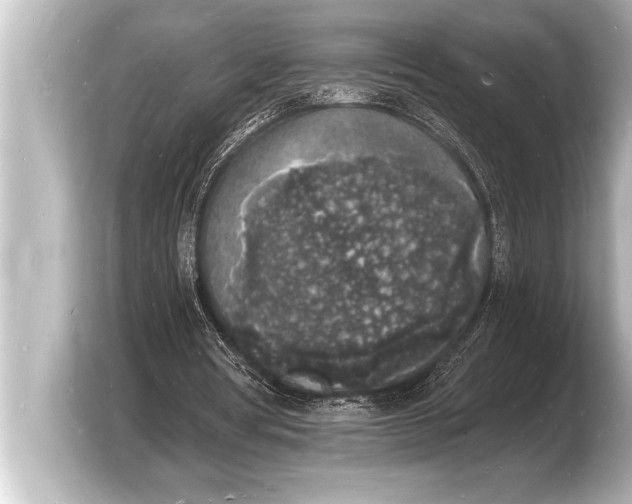 X0000103970386200810031229