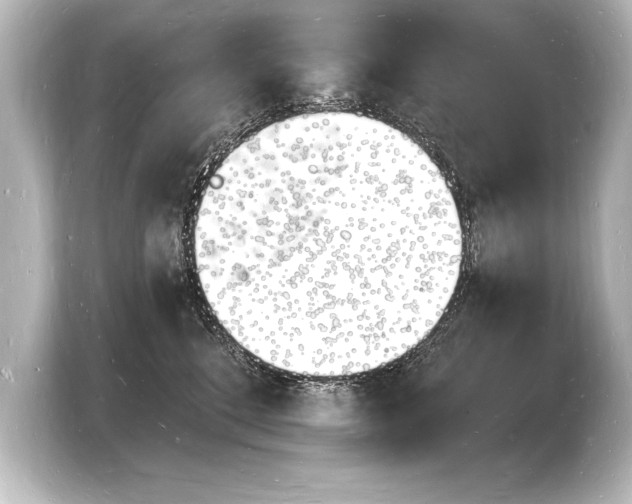 X0000103970520200810031227