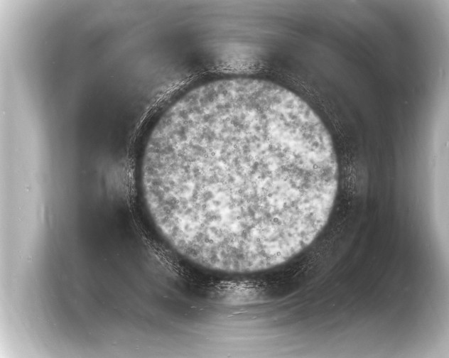 X0000103970688200810031225