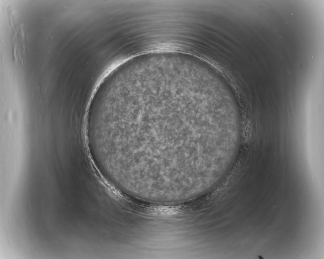 X0000103971086200810031219