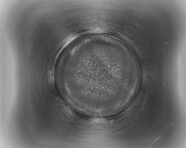 X0000103971170200810031218