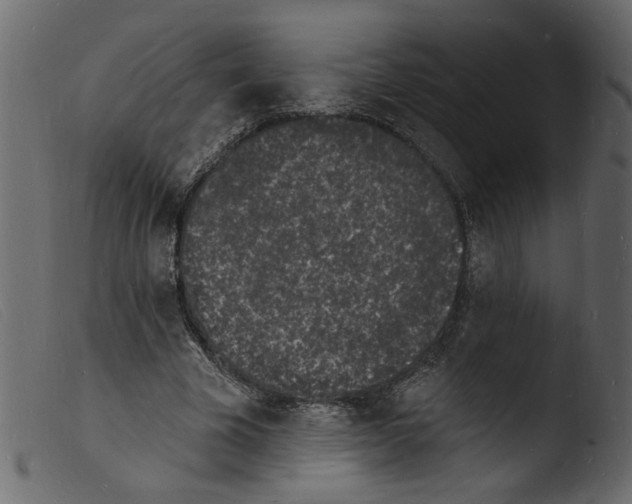 X0000103970585200810101310