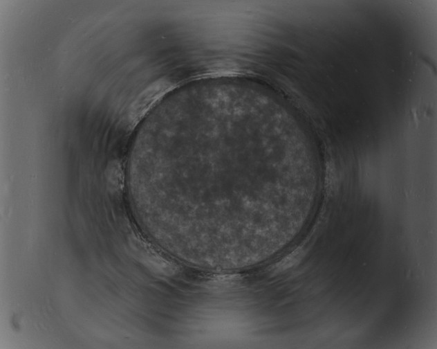 X0000103971353200810101258