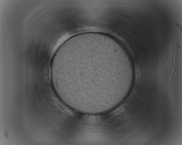 X0000103971365200810101258