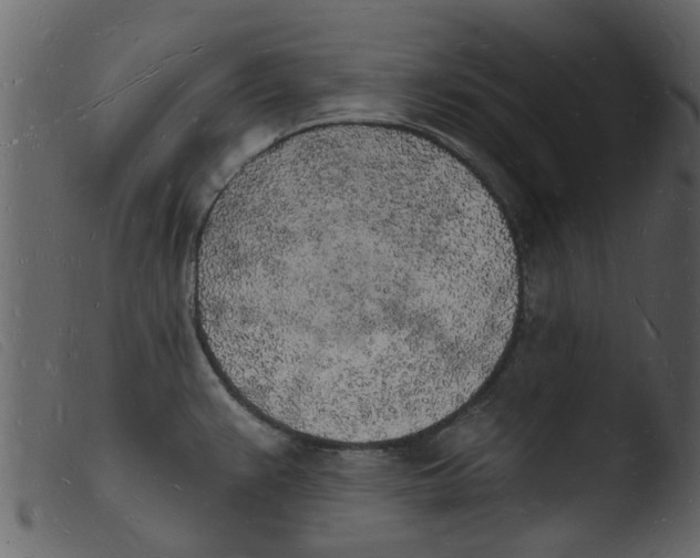 X0000103971383200810101258