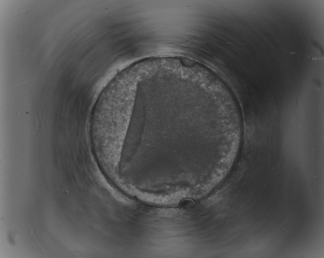 X0000103971429200810101257