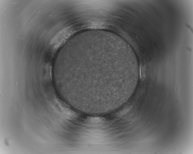 X0000103970205200810171933